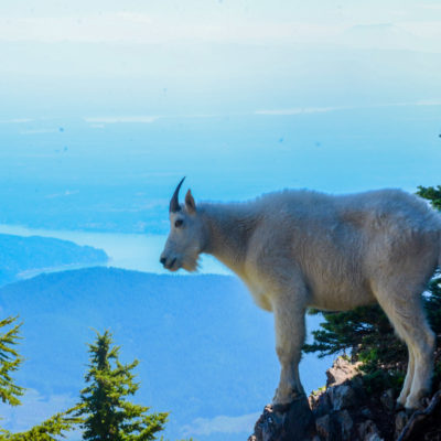 Hike the Olympic Peninsula’s Mt. Ellinor and Meet a Mountain Goat